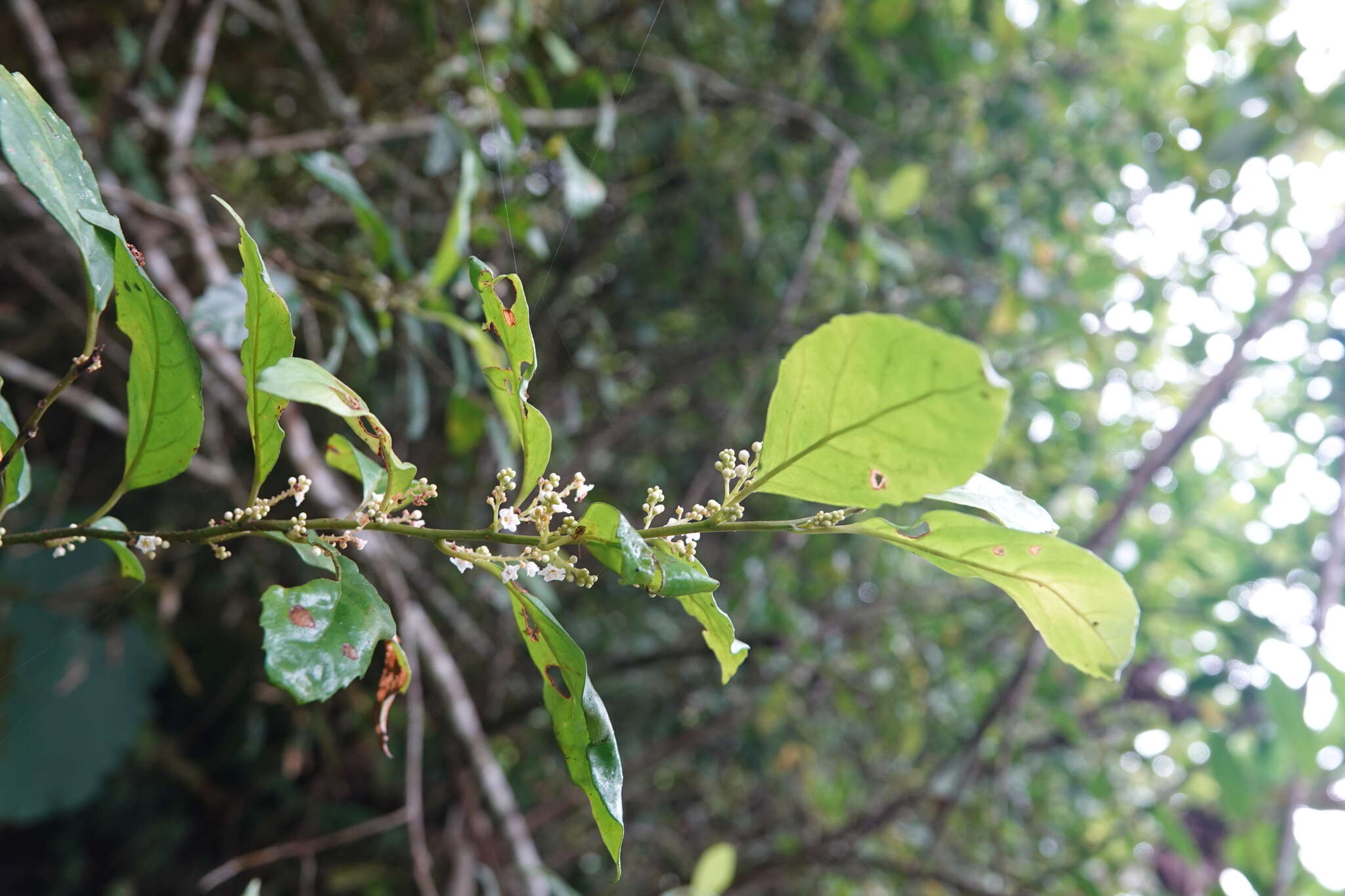 Image of <i>Maesa perlaria</i> var. <i>formosana</i>