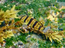 Image of Gobius caninoides