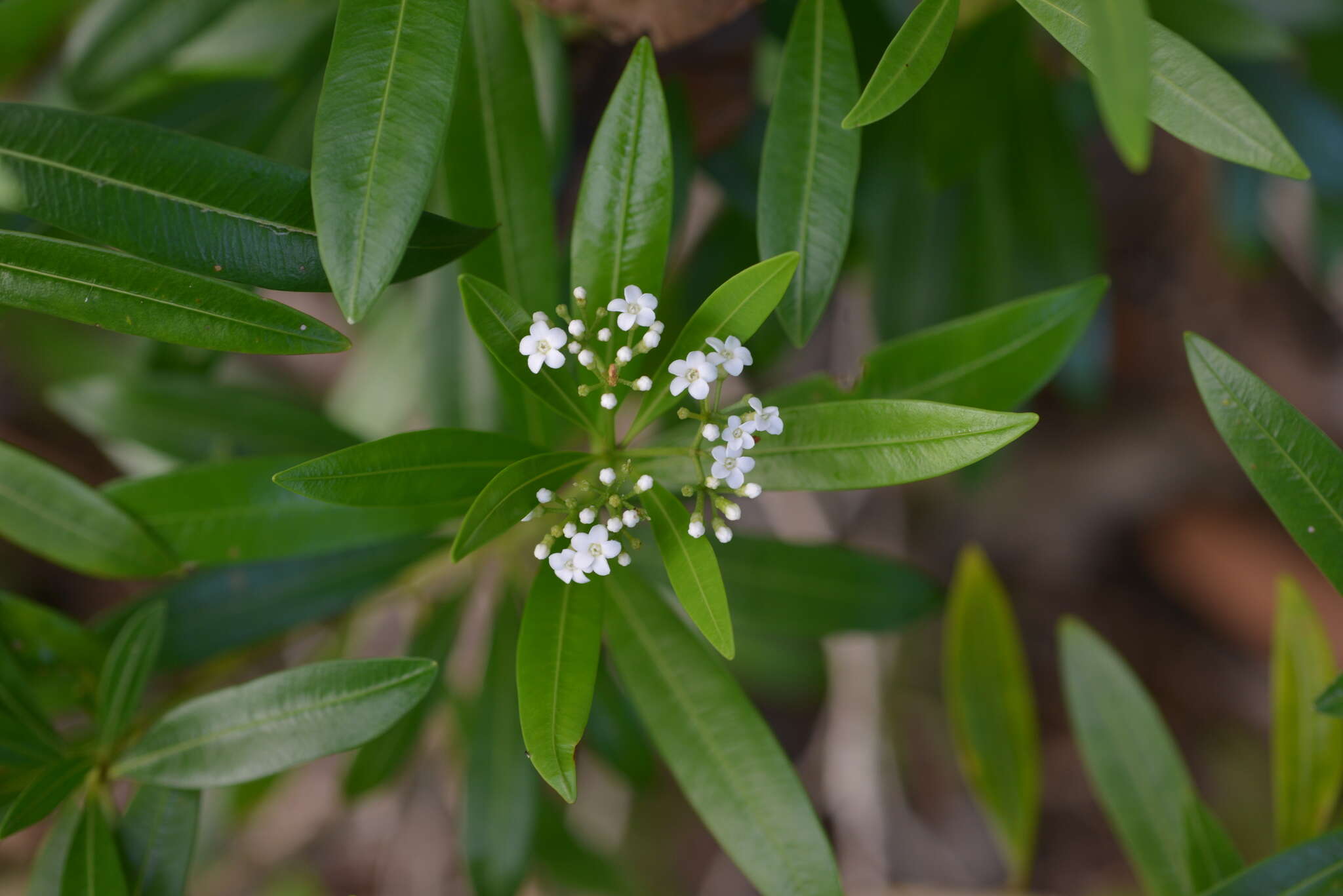 Image of Rauvolfia semperflorens Schltr.