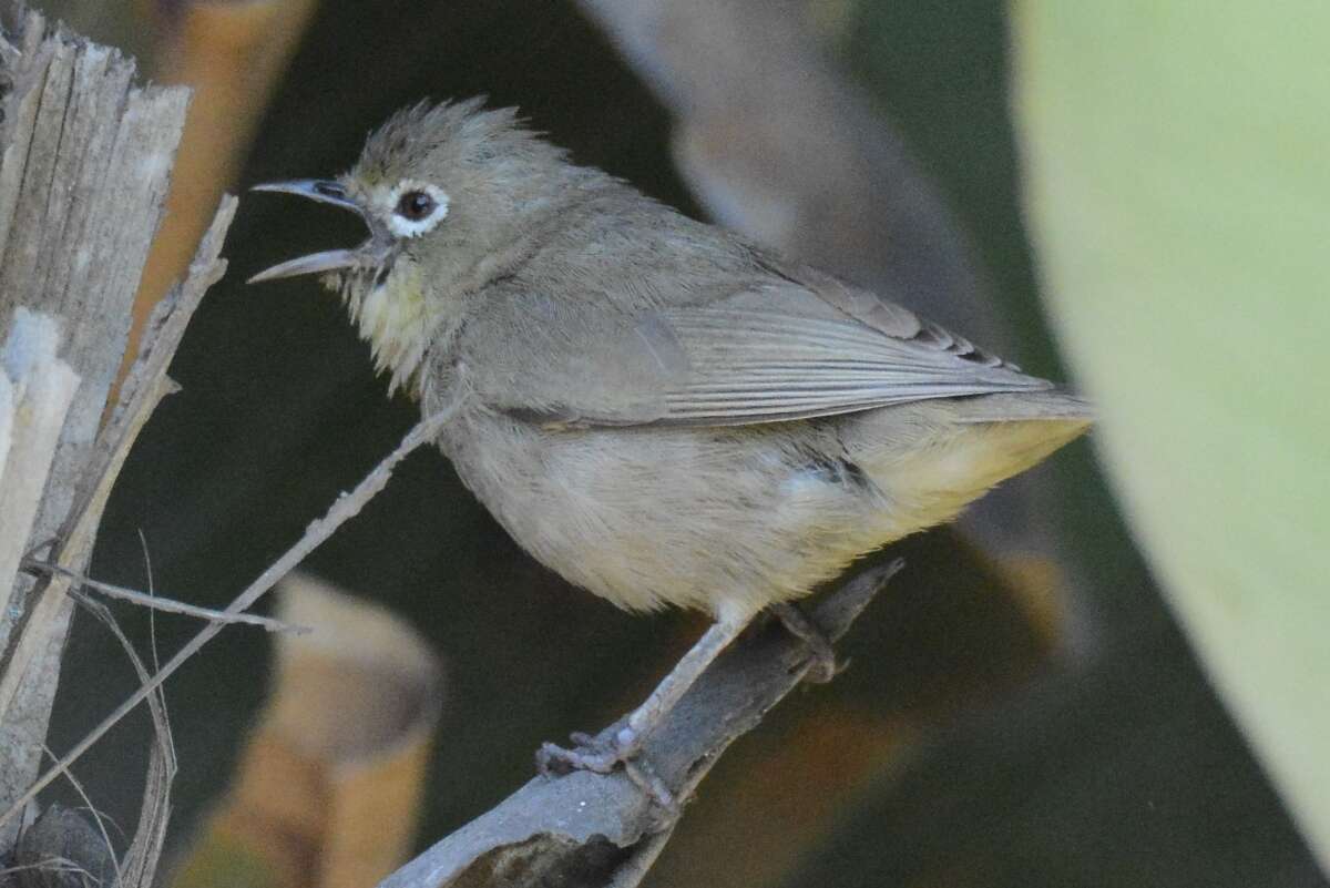 Image of Cape White-eye