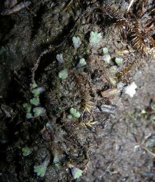 Image of Riccia bifurca Hoffm.