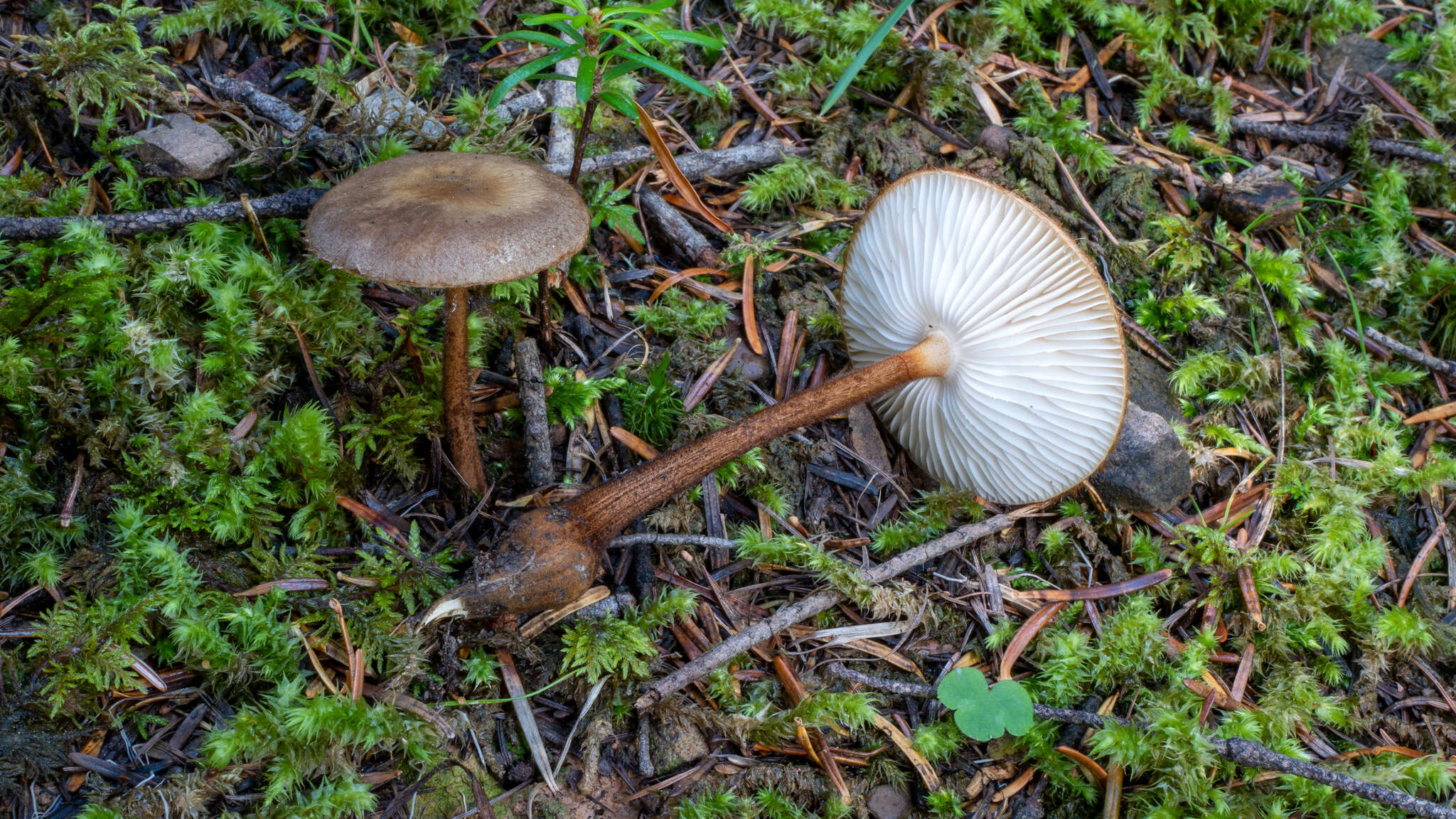 Image of Oudemansiella melanotricha (Dörfelt) M. M. Moser 1983