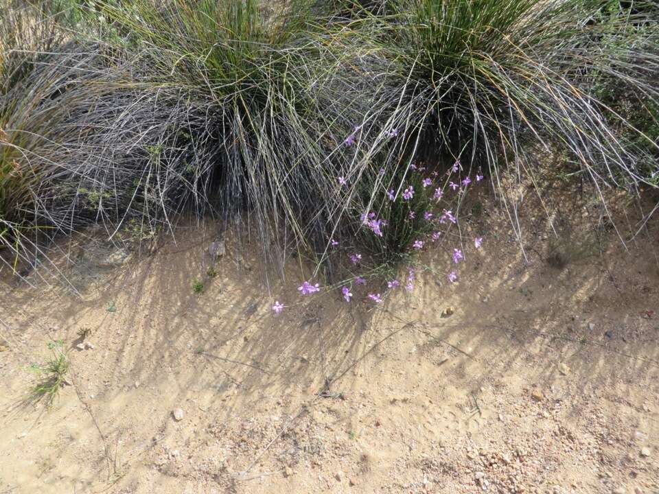 Imagem de Heliophila juncea (P. J. Bergius) Druce