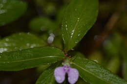 Image of Impatiens minor (DC.) S. S. R. Bennet