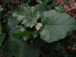 Image de Pericallis appendiculata (L. fil.) B. Nord.