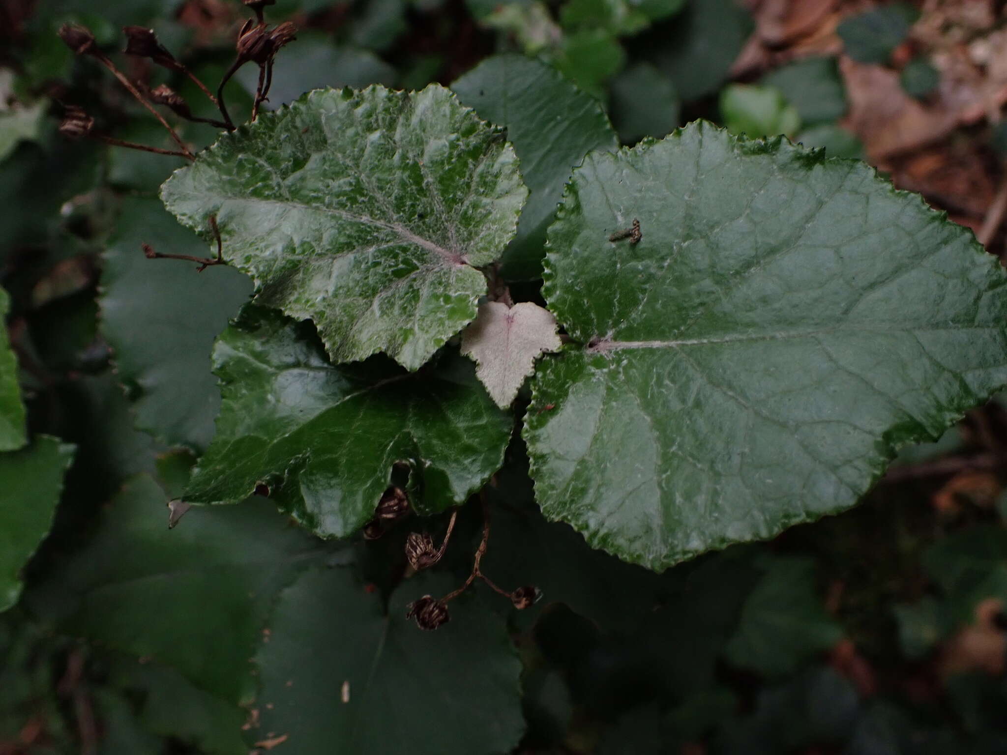 Imagem de Pericallis appendiculata (L. fil.) B. Nord.