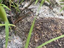 Image of Closed-litter Rainbow-skink