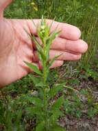 Image of eastern daisy fleabane