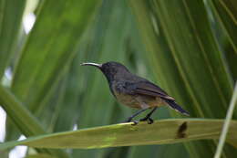 Image of Seychelles Sunbird