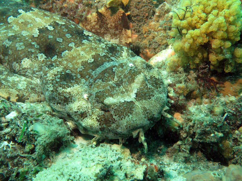 Image of Ornate Wobbegong