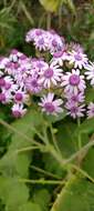 Image of Pericallis webbii (Sch. Bip.) C. Bolle