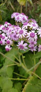 Image of Pericallis webbii (Sch. Bip.) C. Bolle