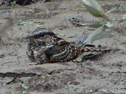 Image of Ladder-tailed Nightjar