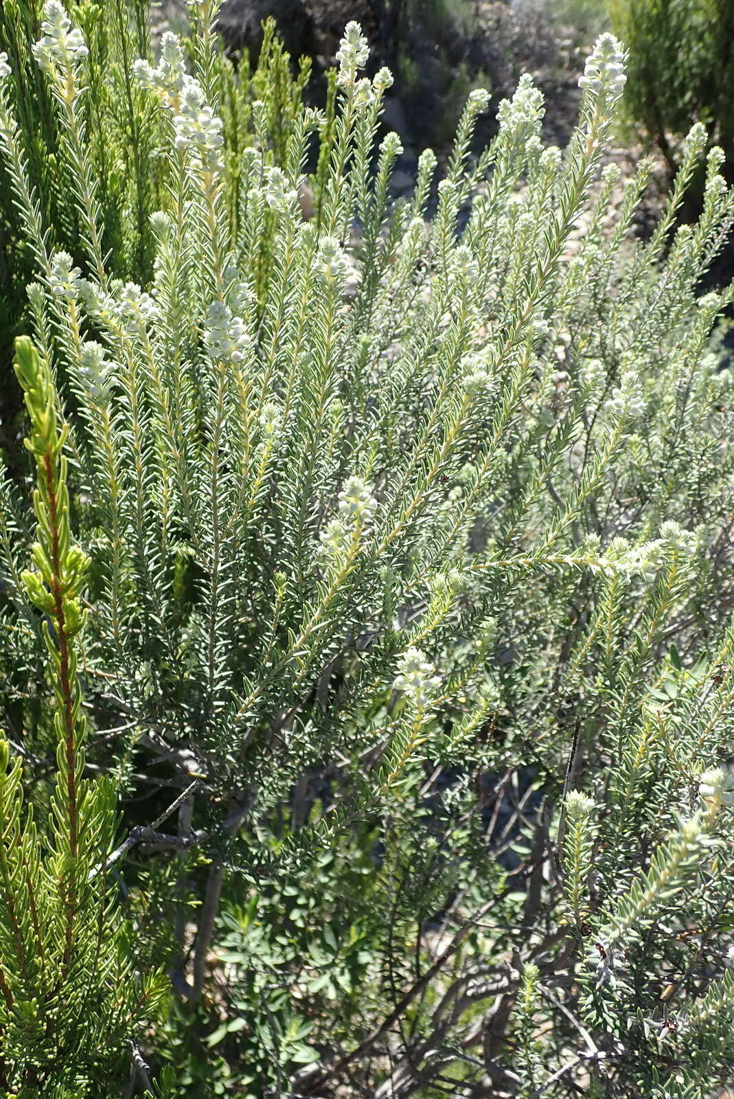 Image of Phylica axillaris var. pulchra Pillans