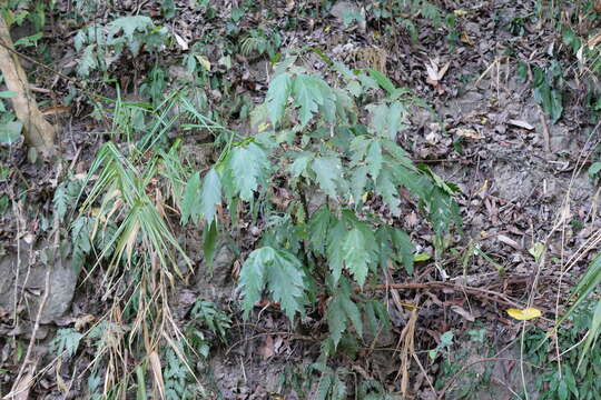 Ficus ampelas Burm. fil. resmi