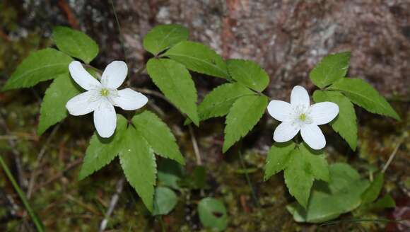 Image of Anemone trifolia subsp. trifolia