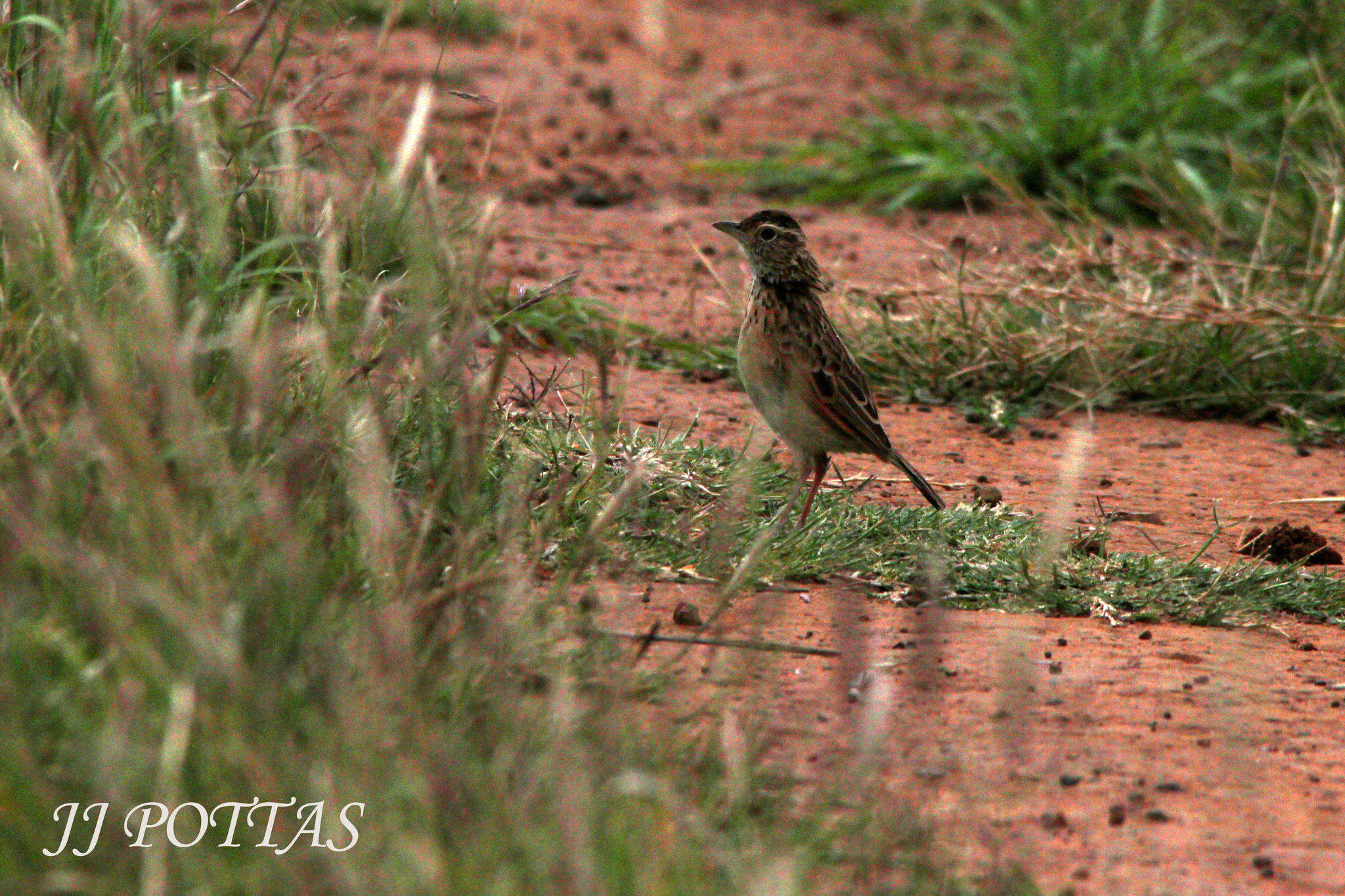 Image of Rufous-naped Lark