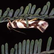 Image of Macrobathra desmotoma Meyrick 1886