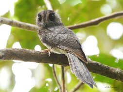 Image of Barred Owlet-nightjar