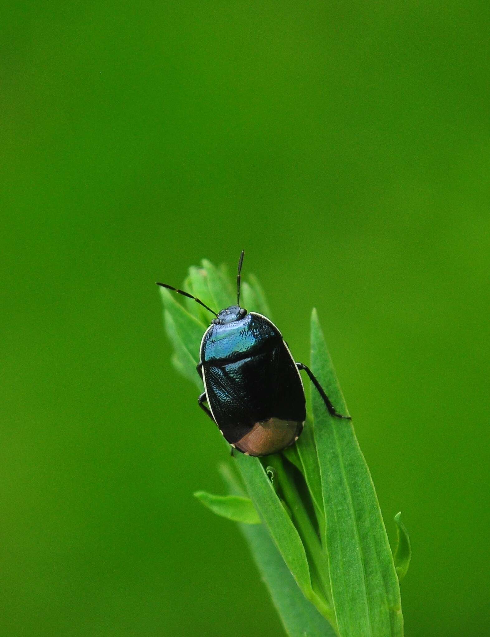 Plancia ëd <i>Canthophorus dubius</i>