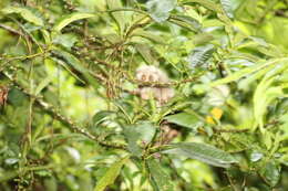 Image of Ashy Slow Loris