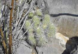 Image of Echinocereus occidentalis subsp. breckwoldtiorum