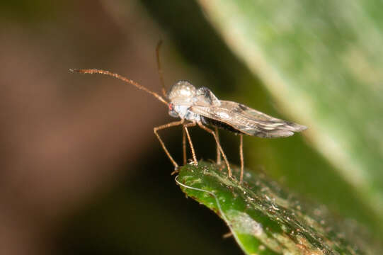 Image of azalea lace bug