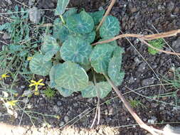 Image of Drakensberg Buttercup