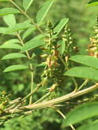 Imagem de Indigofera suffruticosa Mill.