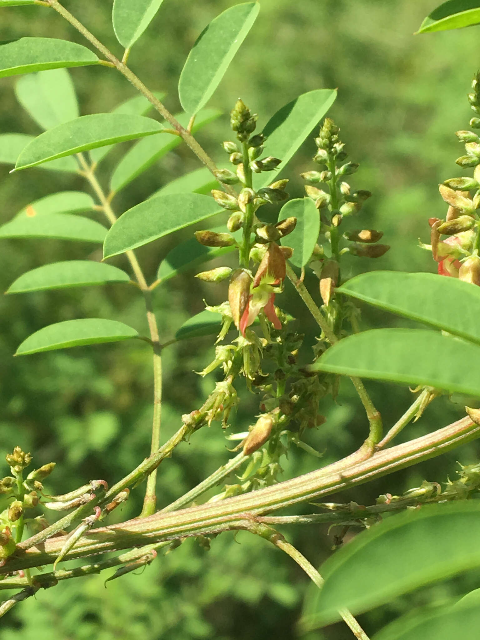 Sivun Indigofera suffruticosa Mill. kuva