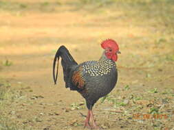 Image of Grey Junglefowl