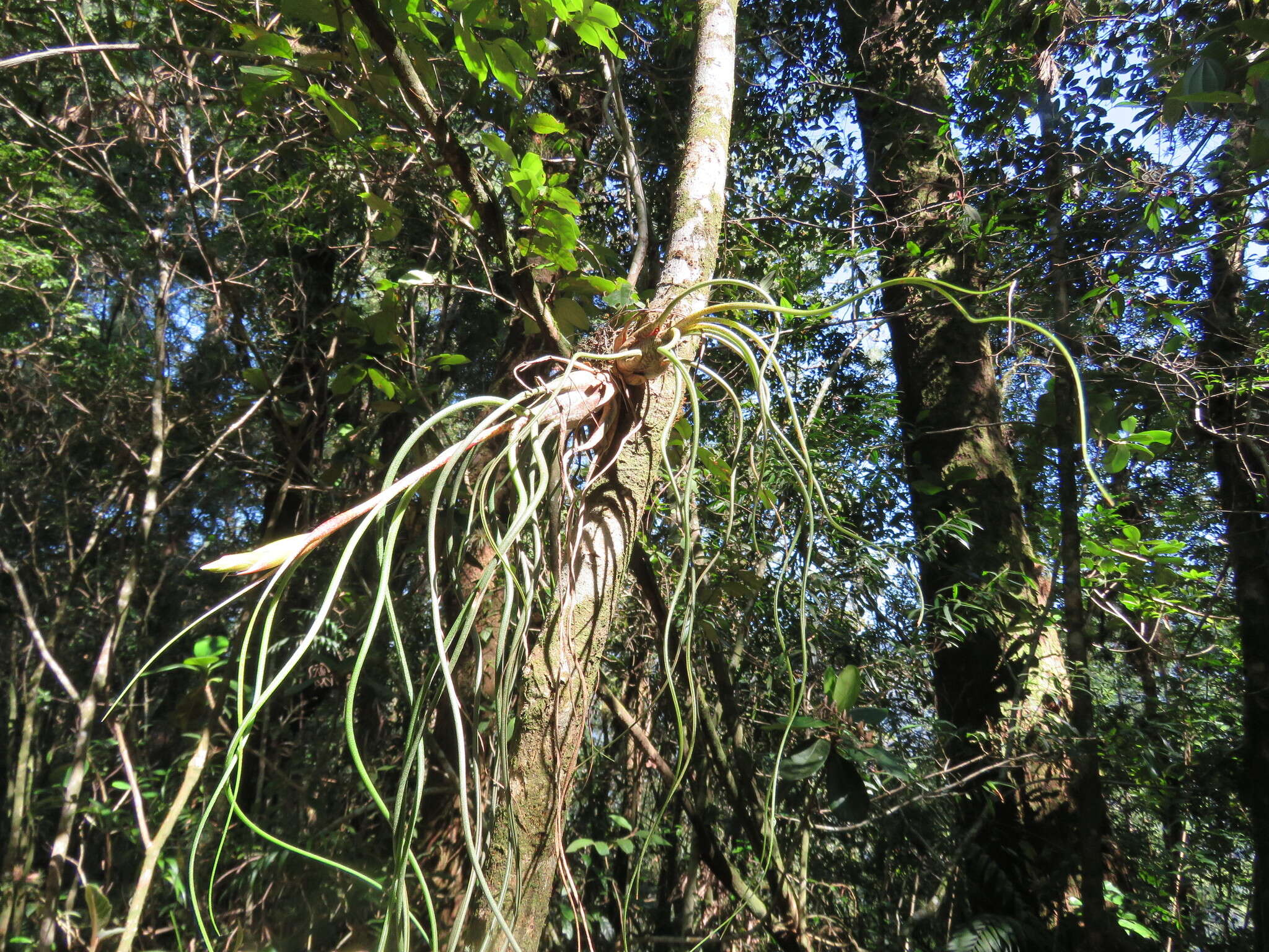 Image of Tillandsia butzii Mez