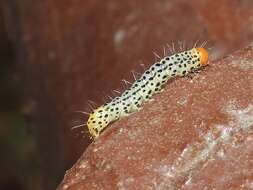 Image de Lithacodia crotopha Swinhoe 1905