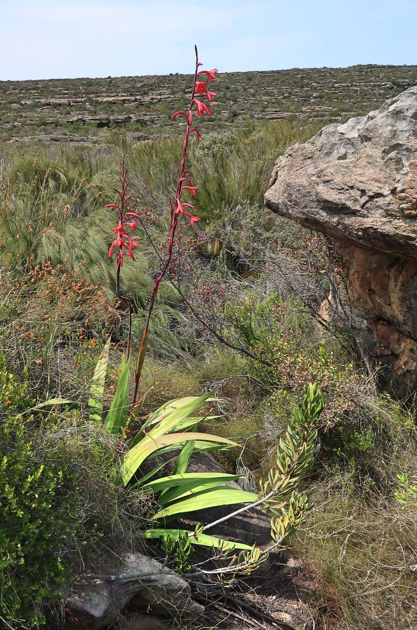 Imagem de Watsonia vanderspuyae L. Bolus