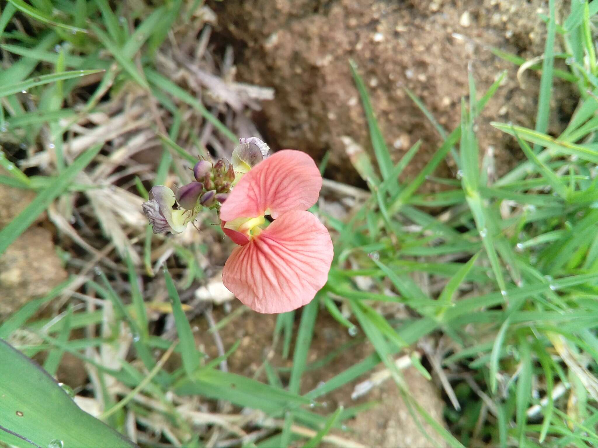 صورة Macroptilium gibbosifolium (Ortega) A. Delgado