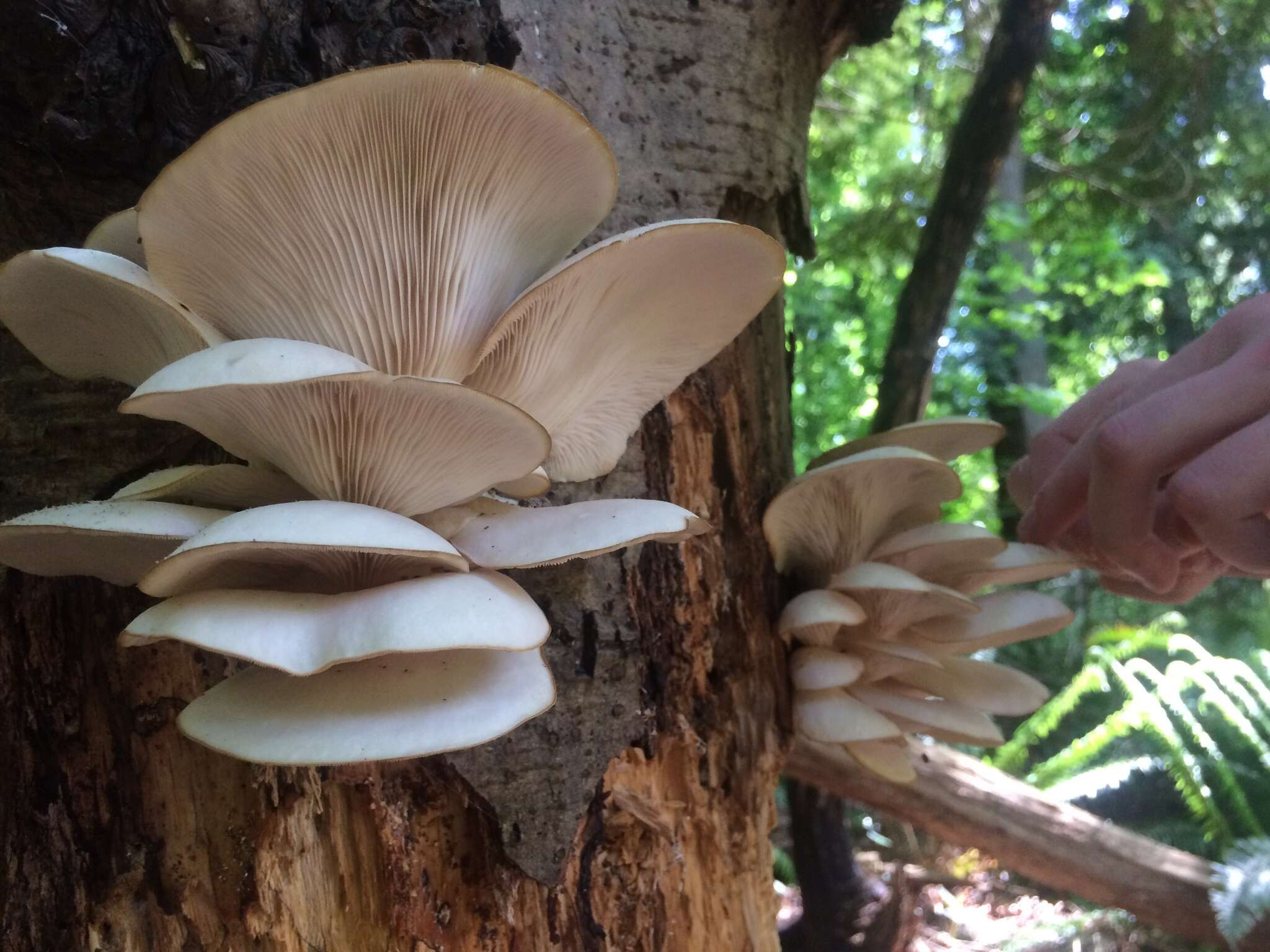 Image of Pleurotus populinus O. Hilber & O. K. Mill. 1993