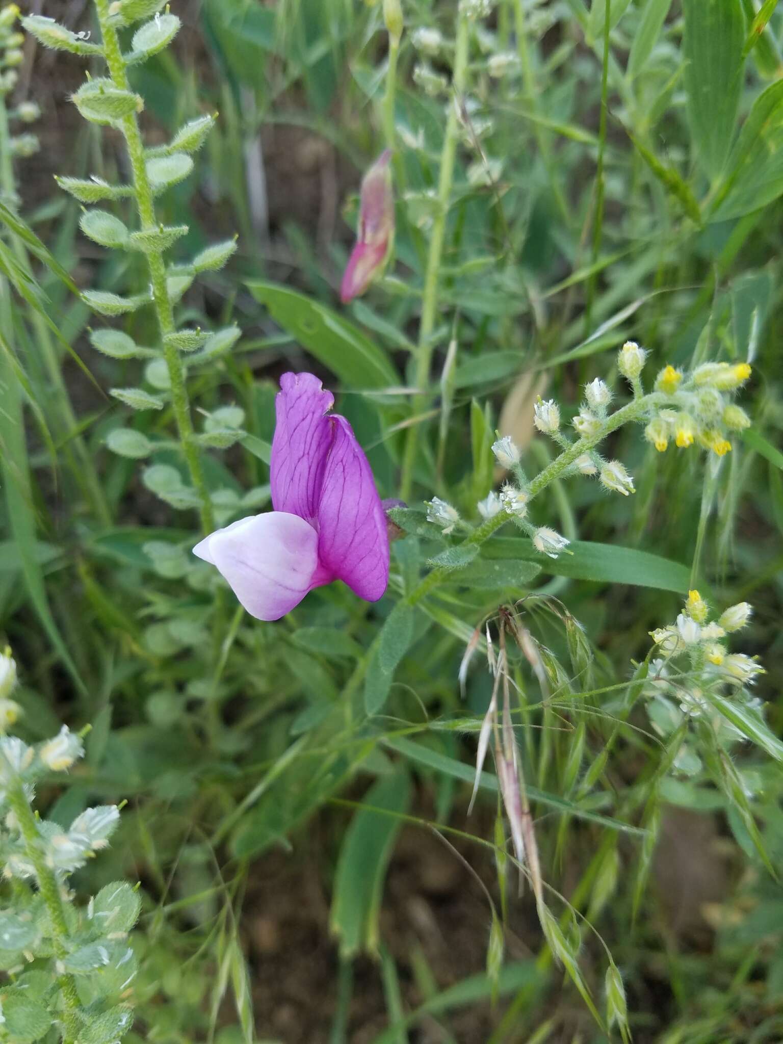 Image of bush vetchling