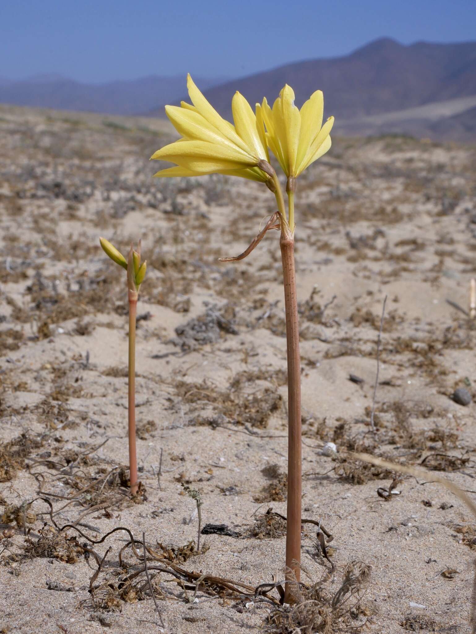 Imagem de Zephyranthes bagnoldii