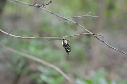 Ctenioschelus chalcodes Thiele 2005 resmi