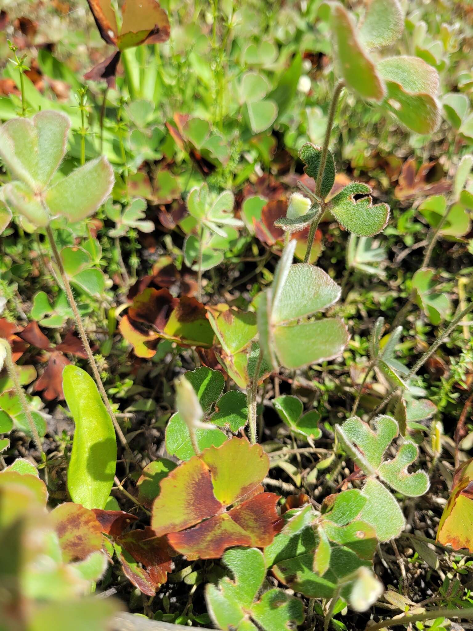 Imagem de Marsilea drummondii A. Br.