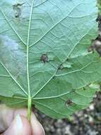 Image of Stigmella argentifasciella (Braun 1912) Newton et al. 1982