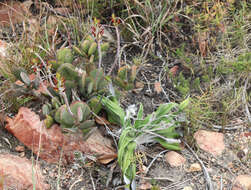 Image of Adromischus sphenophyllus C. A. Smith