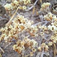 Sivun Helichrysum indicum (L.) Grierson kuva