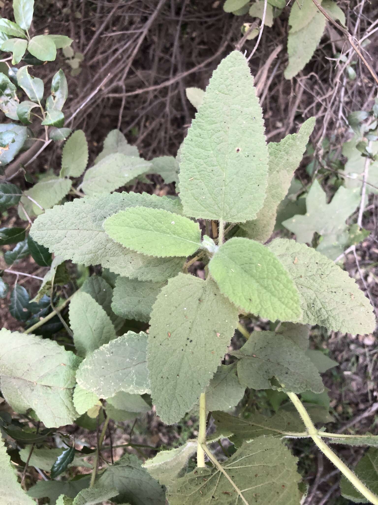 Image of Ross' pitcher sage