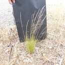 Image of Austrostipa scabra subsp. scabra