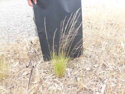 Image of Austrostipa scabra subsp. scabra