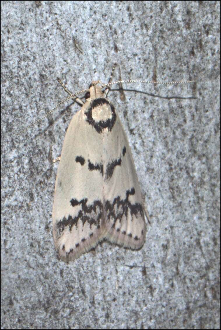 Image of Compsotropha selenias Meyrick 1884