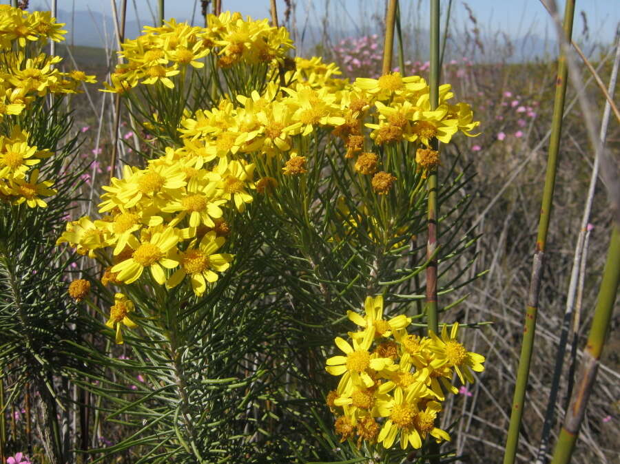 Image of Euryops rehmannii Compton