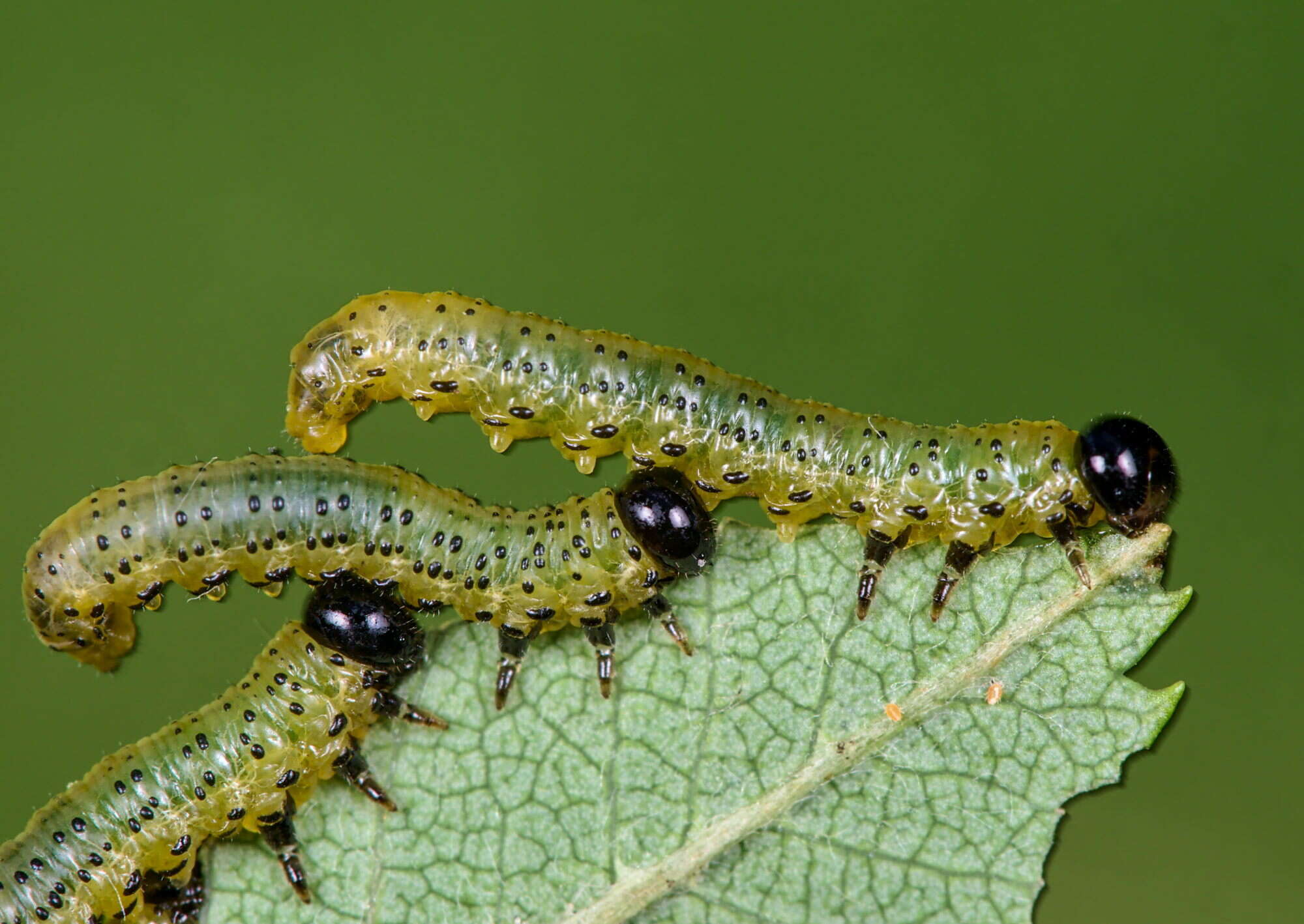 Imagem de Pristiphora geniculata (Hartig)