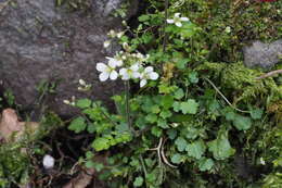 Plancia ëd Cardamine tanakae Franch. & Sav.